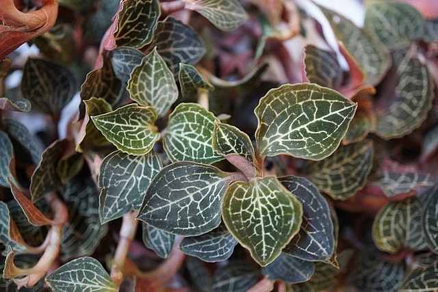 Cỏ kim cương còn có nhiều tên khác như: Lan kim tuyến, cỏ nhung, mộc sơn thạch tùng, kim tuyến liên, lan gấm