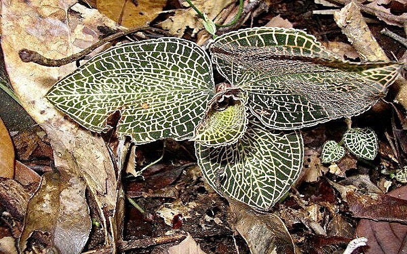 Cỏ kim cương rừng