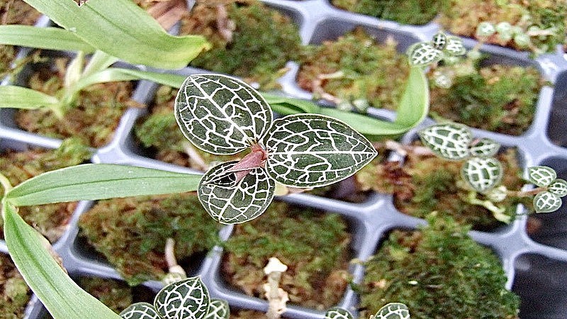 Bạn cho cây vào giá thể tạo thành từng cụm một