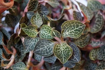 Loại cỏ mọc hoang được ví như "siêu thần dược", quý hơn nhân sâm giá lên tới 20 triệu đồng/kg