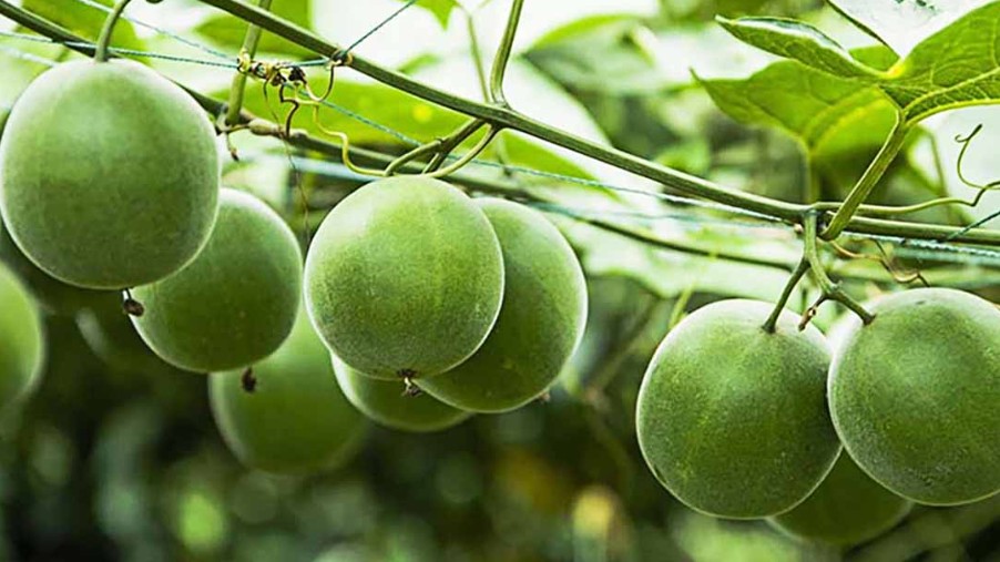 Loại quả xưa làm hàng rào, ít người biết đến, nay thành đặc sản được nhiều người ưa chuộng