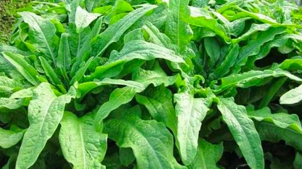 Loại rau người Việt hay ăn sống, tưởng ít bổ dưỡng ai ngờ lại rất giàu canxi