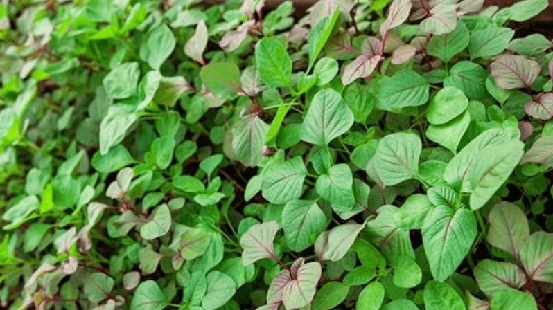 Cắm cành của 7 loại rau này xuống đất bạn sẽ có rau ăn quanh năm