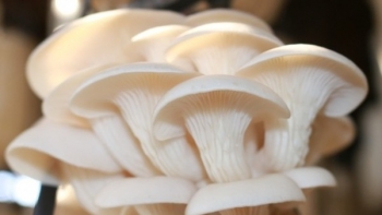 Có thể bạn chưa biết đến những công dụng tuyệt vời này của nấm bào ngư