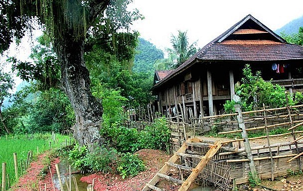 Những người cao tuổi nhất bản Tỉn Pù, xã Quang Phong (Quế Phong) cho biết khi họ sinh ra đã thấy cây lộc vừng cổ thụ. 