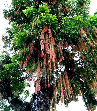 Trên thân cây lộc vừng trăm tuổi, từ các cành lớn bé rũ xuông những chuỗi hoa đỏ tươi nom rất đẹp và ấn tượng.