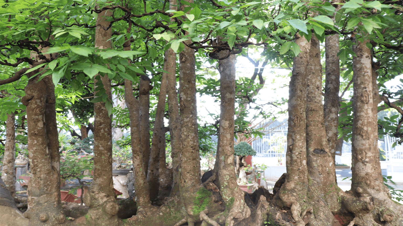 Sửng sốt trước những cây khế cổ toàn thân u cục, đại gia trả tiền tỷ chủ nhân không bán mà để ngắm chơi