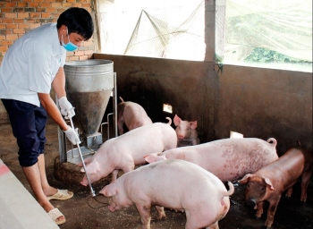 Giá heo hơi hôm nay 29/12 ít biến động kỳ vọng vượt ngưỡng 60.000 đồng/kg trong năm mới