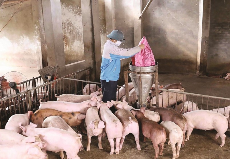 Theo khảo sát, thị trường heo hơi khu vực miền Bắc tiếp tục đi ngang.