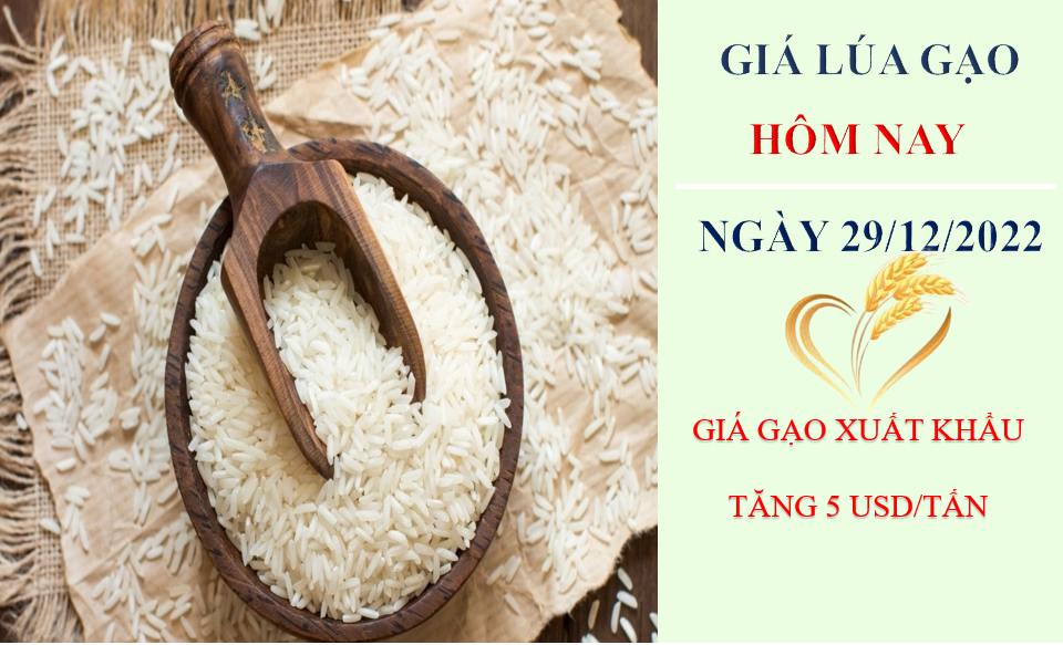 Giá lúa gạo hôm nay 29/12/2022: Giá gạo xuất khẩu tăng 5 USD/tấn