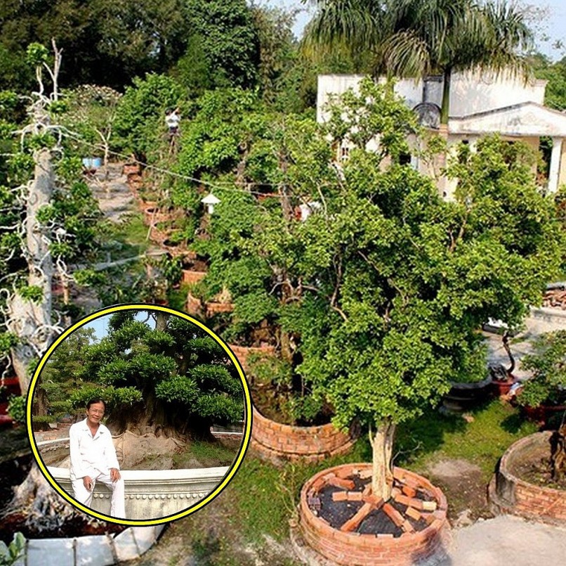 Ông Sơn bên vườn cây tiền tỷ