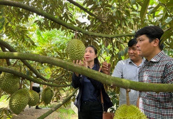 Lần đầu tiên xuất hiện chuỗi liên kết tiêu thụ sầu riêng, cam kết bao tiêu 1.000ha