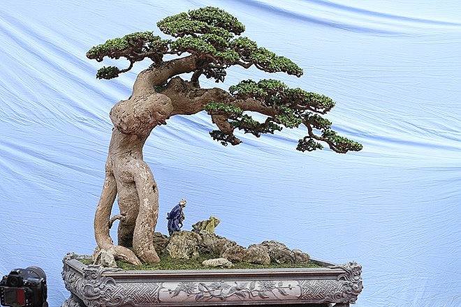 Cây duối “Thế võ Bình Định” Cây duối “Thế võ Bình Định”