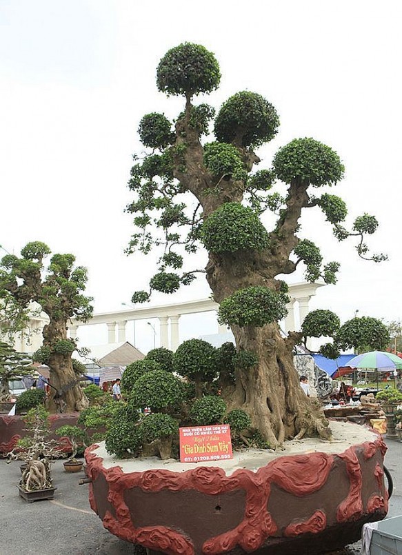 Cây duối “Gia đình sum vầy” Cây duối “Gia đình sum vầy”