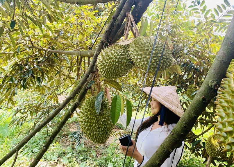 Công ty Vạn Hòa đang có kế hoạch liên kết tiêu thụ 1.000 ha sầu riêng với sản lượng 25.000 tấn tại TP Cần Thơ.