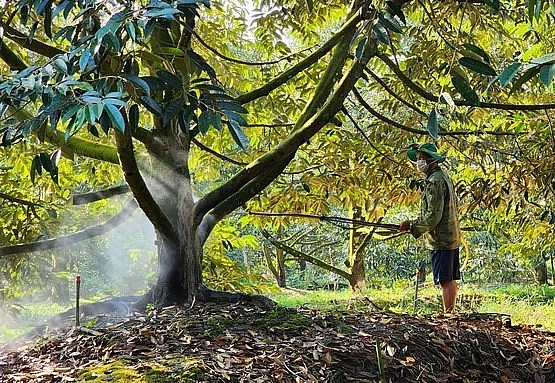 Người dân Cần Thơ chăm sóc sầu riêng.