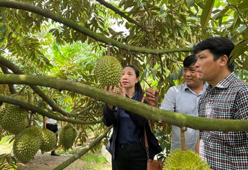 Cần Thơ đang đẩy mạnh liên kết chuỗi sầu riêng để người dân yên tâm đầu ra.