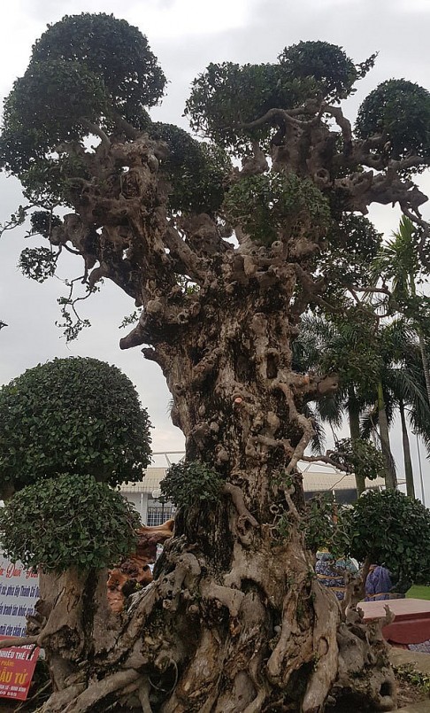 Cây duối “Tình mẫu tử” Cây duối “Tình mẫu tử”