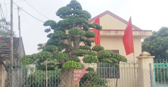 Cây duối “Tình phụ tử” Cây duối “Tình phụ tử”