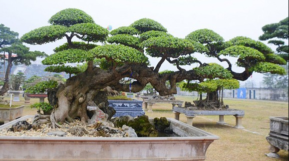 Cây duối “Long đàn phượng vũ” Cây duối “Long đàn phượng vũ”