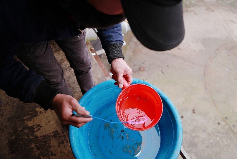 Kiểm tra chất lượng cá tầm giống để loại bỏ những con không đạt chất lượng.