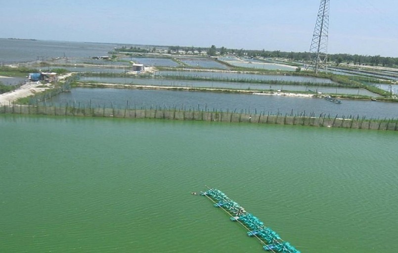 Các cơ sở nuôi cá còn chú trọng cân đối nguồn thức ăn, bảo đảm đủ dinh dưỡng để tăng sức đề kháng cho đàn cá.