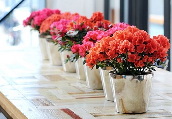 Ví mỏng đến mấy, Tết đến cũng nên mua chậu hoa này về chưng, tài lộc kéo đến gia chủ muốn cản cũng không được