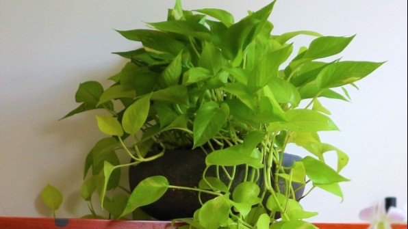 5 loại cây cảnh được ví như "điều hòa mini" đặt trong nhà giúp thanh lọc khí cực tốt