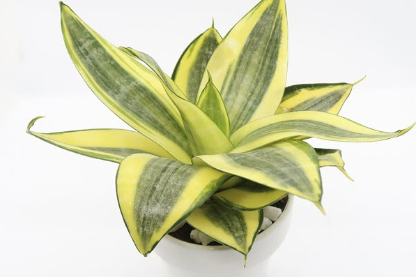 Tết sắp đến, rước 3 cây cảnh “mạ vàng, dát bạc” này  giúp mang đến tài lộc cho gia chủ