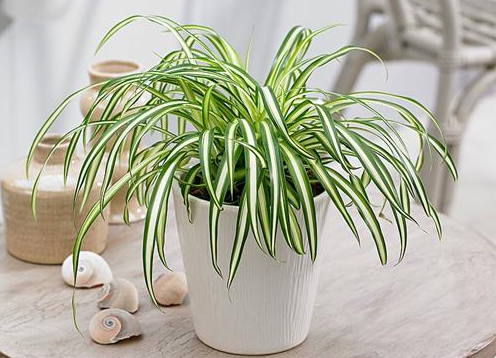 Tết sắp đến, rước 3 cây cảnh “mạ vàng, dát bạc” này  giúp mang đến tài lộc cho gia chủ