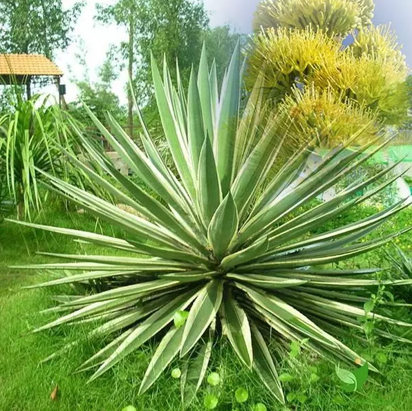 Tết sắp đến, rước 3 cây cảnh “mạ vàng, dát bạc” này  giúp mang đến tài lộc cho gia chủ