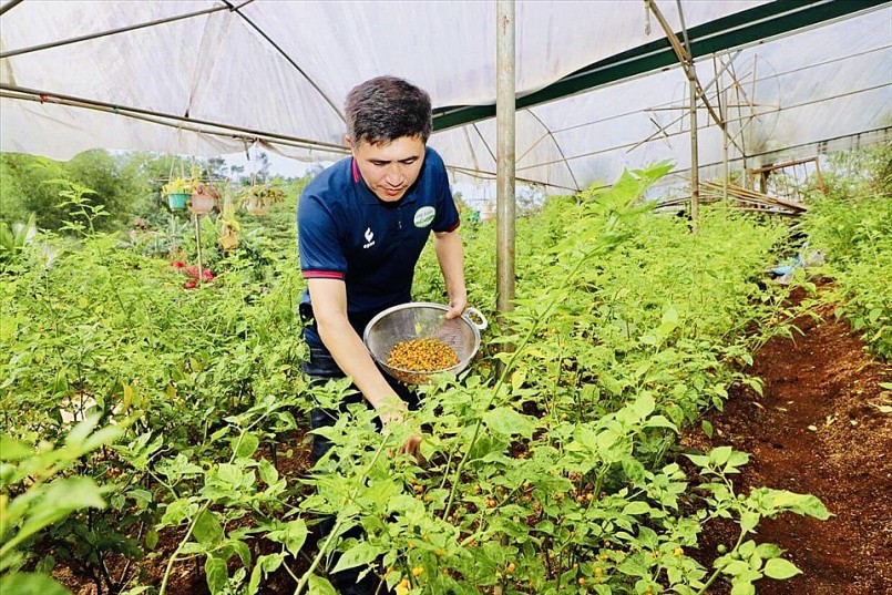 Anh Đậu Văn Cường đã di thực, phát triển được hơn 10.000 cây ớt Aji Charapita có nguồn gốc từ Peru Anh Đậu Văn Cường đã di thực, phát triển được hơn 10.000 cây ớt Aji Charapita có nguồn gốc từ Peru