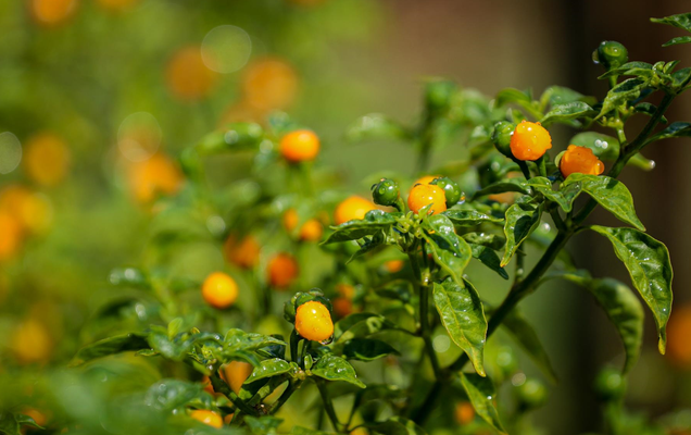 Loại ớt đắt nhất thế giới Loại ớt đắt nhất thế giới