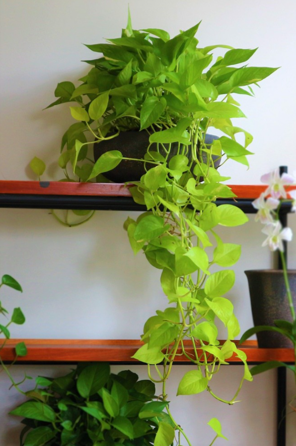 5 loại cây cảnh được ví như "điều hòa mini" đặt trong nhà giúp thanh lọc khí cực tốt