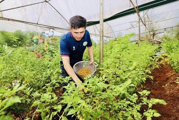 Trồng loại quả gia vị bé như hạt đậu có giá đắt nhất thế giới, nông dân thu tiền tỷ mỗi năm “ngon ơ”