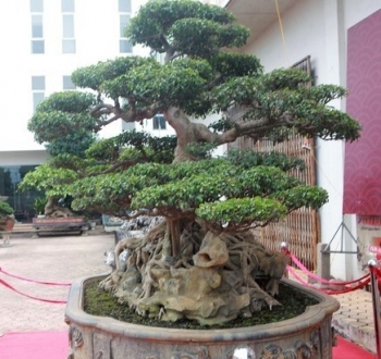 Sửng sốt ngắm sanh cổ thụ 300 tuổi rễ ôm đá đẹp nhất Việt Nam được ví như báu vật