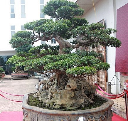 Cây sanh cổ 300 tuổi sở hữu thế hiếm, tay cành độc lạ được giới đại gia săn lùng.