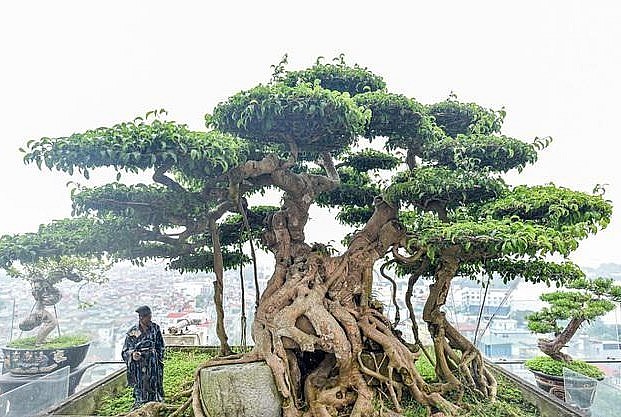 Cây sanh cổ thụ 300 tuổi đẹp cả về dáng, thế và ý nghĩa.