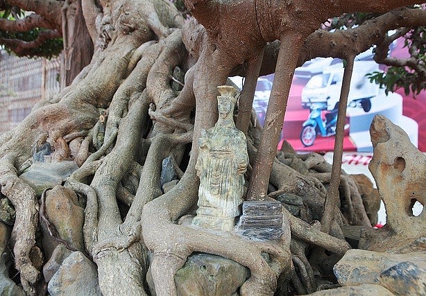 Cây sanh cổ cao gần 2m, chiều dài tính cả “đầu rồng” là 1,8m, chiều rộng hơn 1m. Tay cành được làm theo lối tản vân rất công phu.