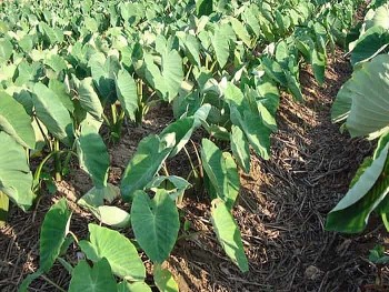 Trồng cây lá to như cái quạt, củ to bằng cái bát, nông dân vùng này cầm chắc 300 triệu mỗi năm