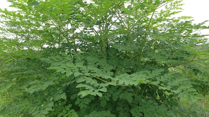 Những lợi ích bất ngờ từ cây chùm ngây đối với sức khỏe có thể bạn chưa biết