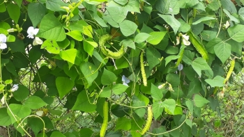 Loại cây họ đậu với vô vàn công dụng hữu ích, giàu folate tốt cho mẹ bầu