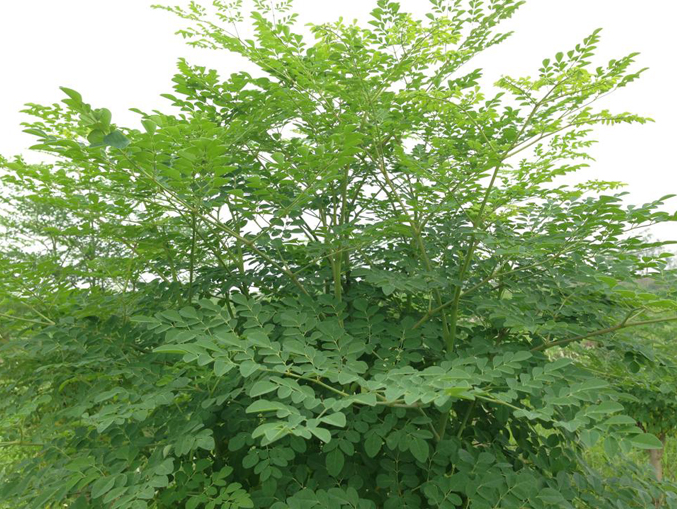 Những lợi ích bất ngờ từ cây chùm ngây đối với sức khỏe có thể bạn chưa biết