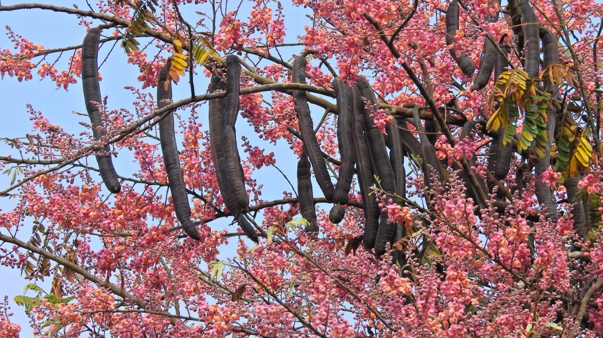 Loại quả xưa chín rụng đầy đường, nay thành đặc sản lạ được chị em thành phố ưa chuộng