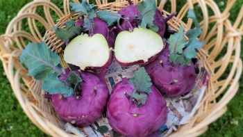 Su hào không đơn thuần chỉ là rau ăn trong bữa cơm hàng ngày