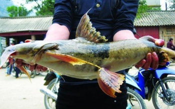 Loài cá đặc sản được ví như 