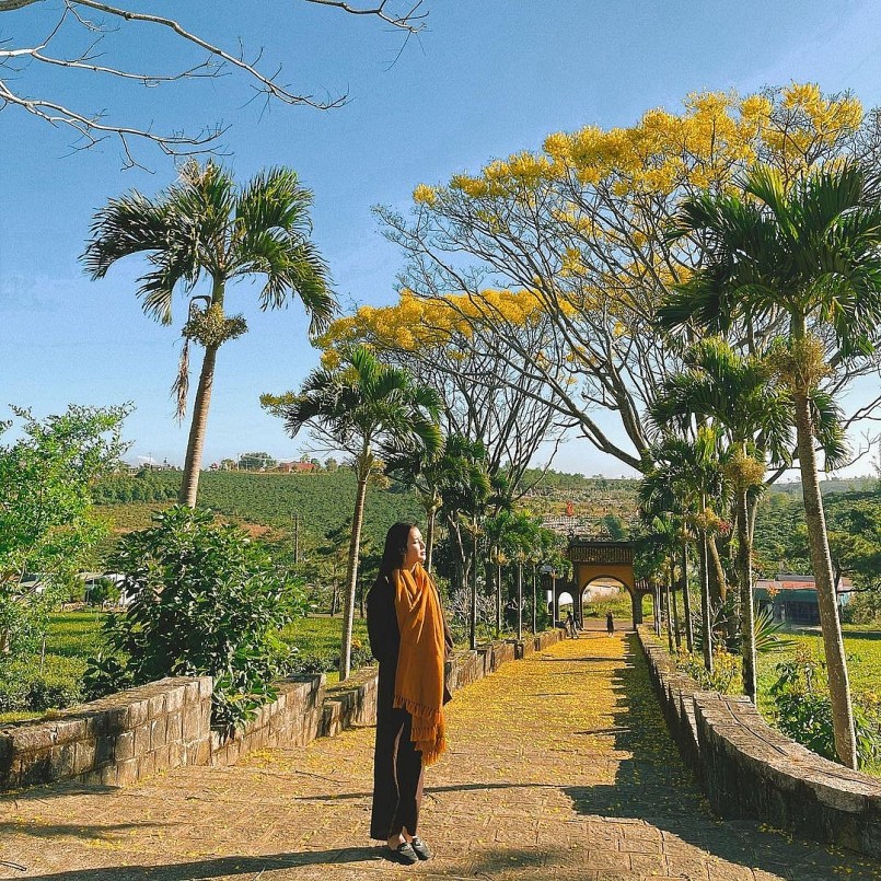 Chẳng cần đi đâu xa, tới Bảo Lộc check in lá vàng đẹp không kém gì Hàn Quốc