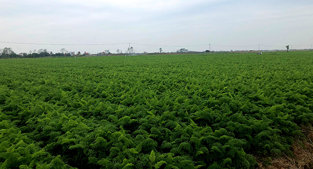 Cà rốt là một cây sống hai năm