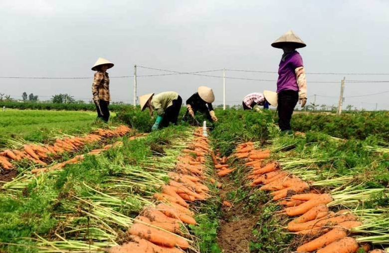 Nông dân xã Đức Chính thu hoạch cà rốt