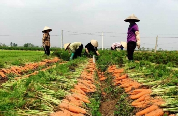 Trồng cây cho củ đỏ au, Tết làm mứt thì ngon chuẩn vị, nhổ bán cho khách nước ngoài nông dân vùng này “đổi đời”